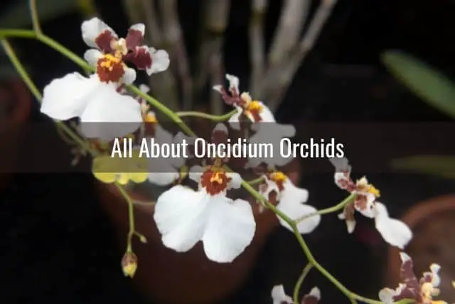 Cuidado de la orquídea Oncidium: lo que necesita saber
