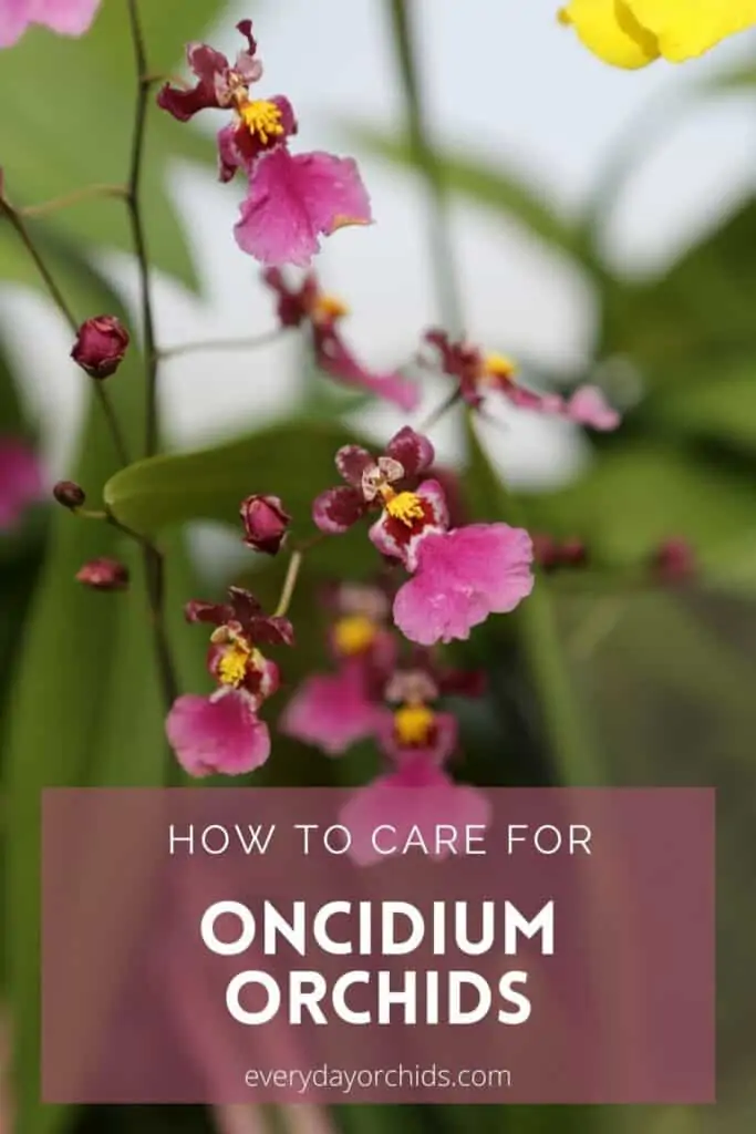Cuidado de la orquídea Oncidium: lo que necesita saber