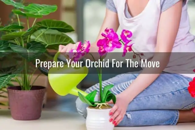 ¿Movers empacará y transportará sus orquídeas por usted?