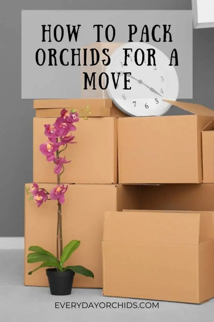¿Movers empacará y transportará sus orquídeas por usted?