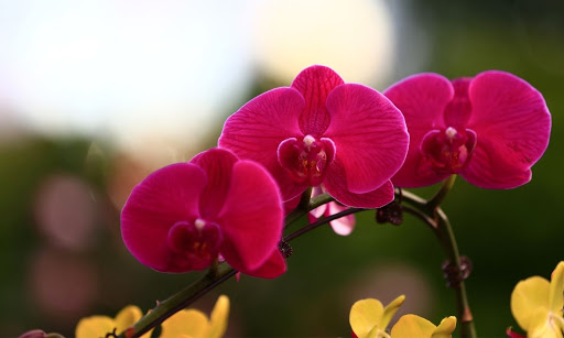 ¿Cuánta luz necesitan las orquídeas? Respuestas a sus 7 preguntas principales sobre iluminación.