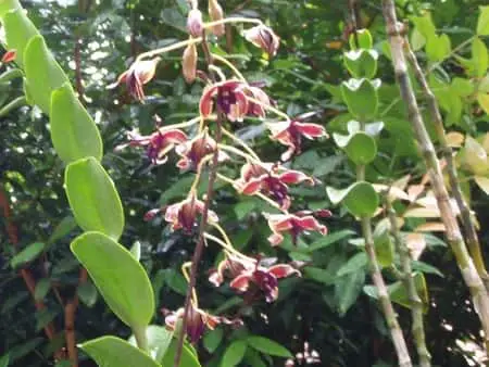 Raíces de Dendrobium: 5 Consejos Impresionantes para Orquídeas Saludables