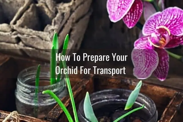 Cómo transportar su orquídea en un automóvil: qué hacer y qué evitar