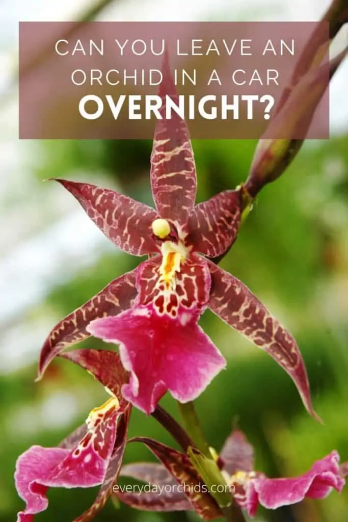 Cómo transportar su orquídea en un automóvil: qué hacer y qué evitar