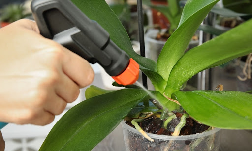 Cómo revivir tu orquídea moribunda en 5 pasos rápidos