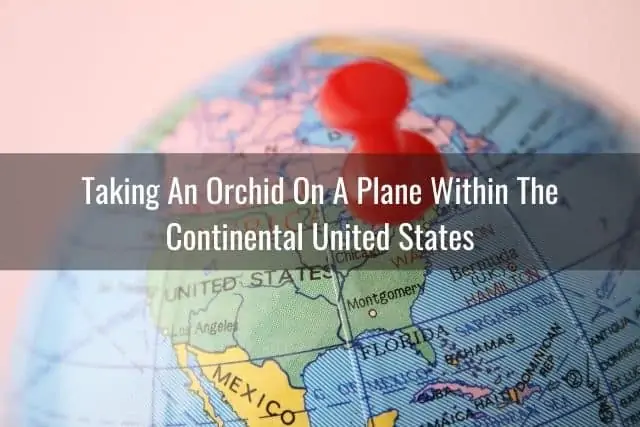 Consejos para viajar con una orquídea en un avión