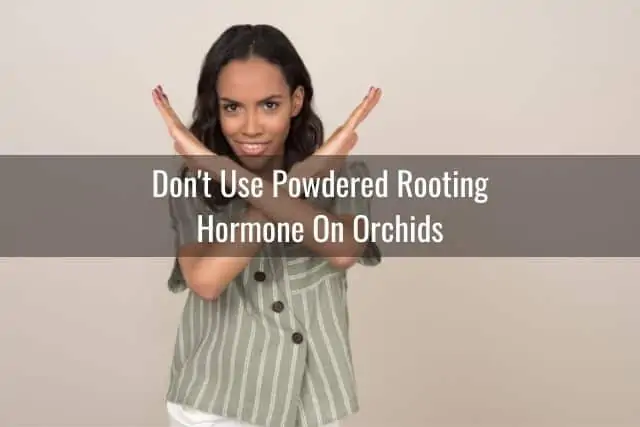 Todo sobre la hormona de enraizamiento y las orquídeas