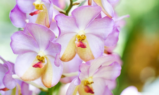 5 secretos simples para cultivar una orquídea saludable