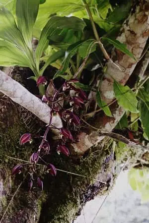 Orquídeas montadas: cómo cultivar orquídeas en los árboles