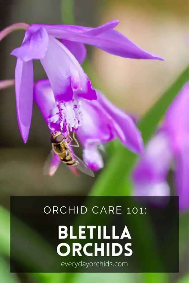 Cómo cuidar la bletilla, la “orquídea china de tierra”