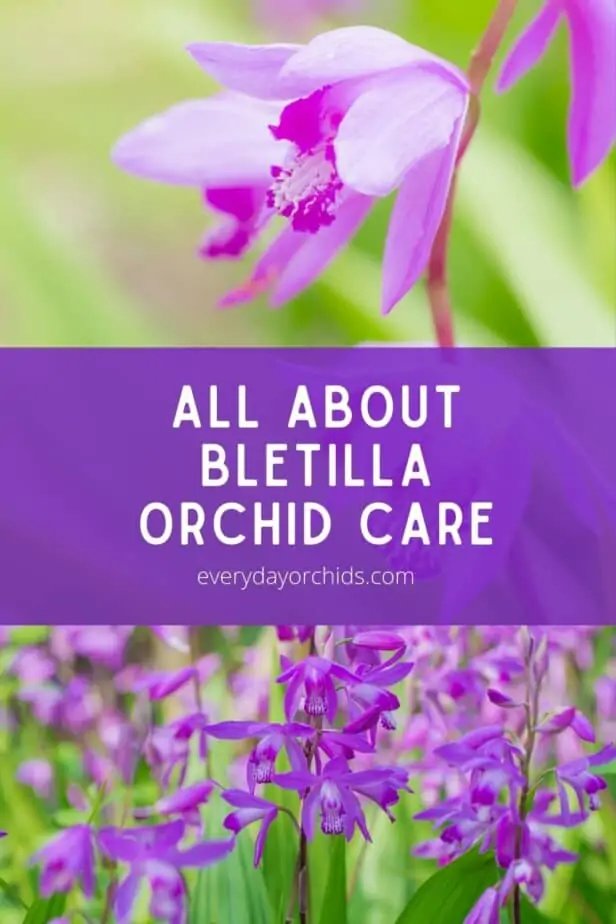Cómo cuidar la bletilla, la “orquídea china de tierra”