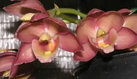 Riego de orquídeas Catasetum: 9 conceptos a dominar