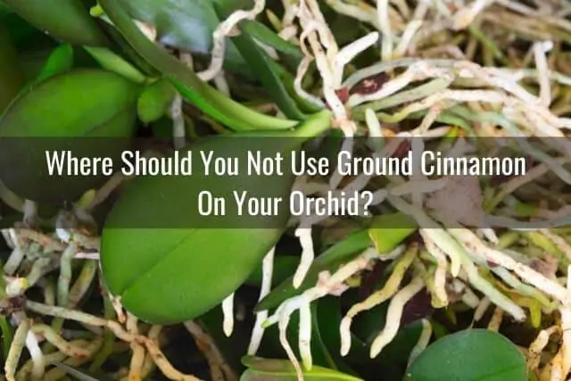 Cómo usar canela molida en tu orquídea