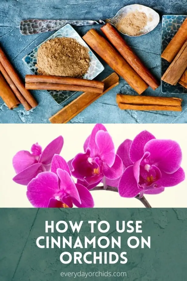 Cómo usar canela molida en tu orquídea