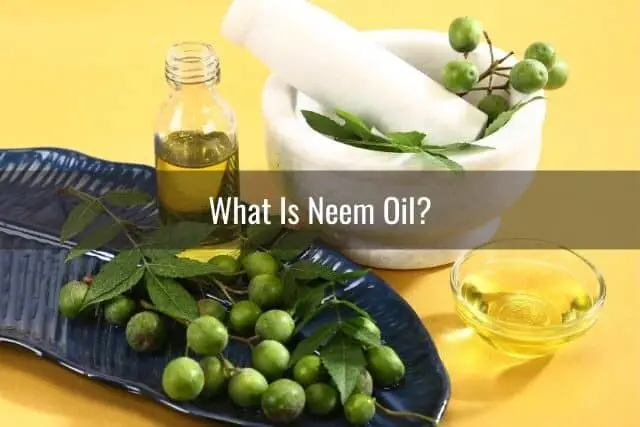 ¿Es seguro usar aceite de neem en su orquídea?