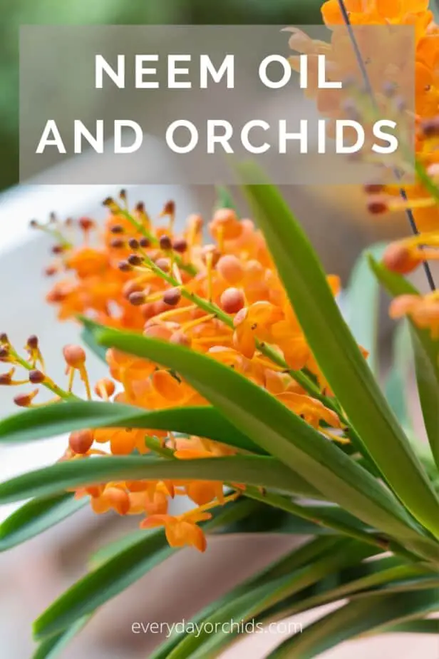 ¿Es seguro usar aceite de neem en su orquídea?