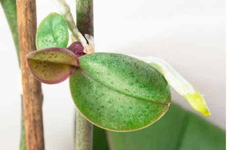 La propagación de orquídeas es fácil: 5 formas de cultivar una nueva orquídea