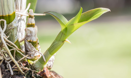 La propagación de orquídeas es fácil: 5 formas de cultivar una nueva orquídea