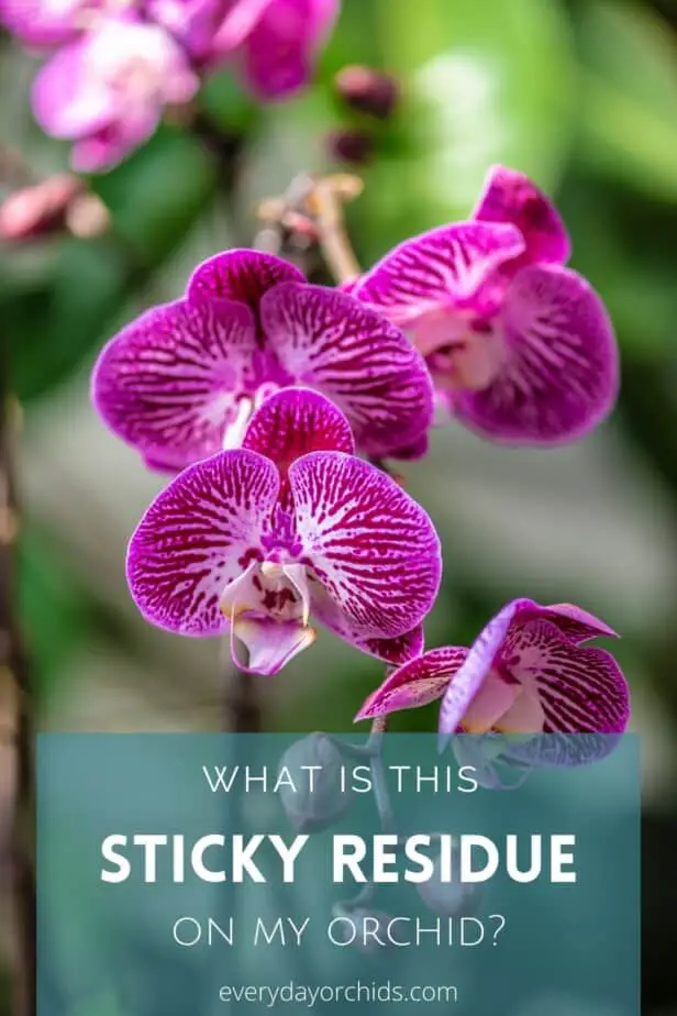 ¿Por qué mi orquídea tiene hojas pegajosas?