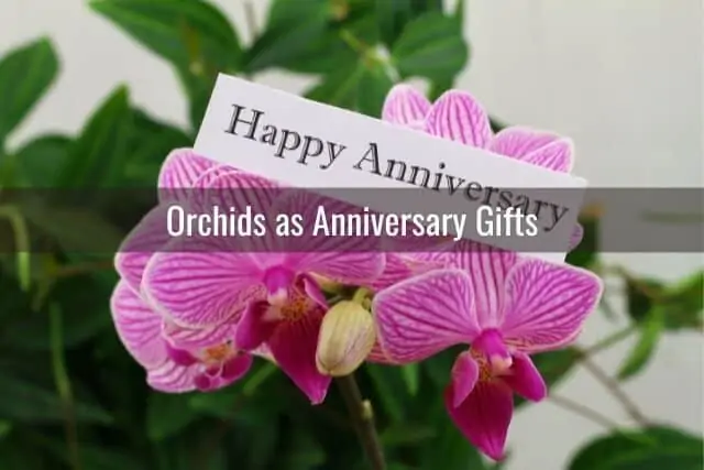 Simbolismo y significado de las orquídeas