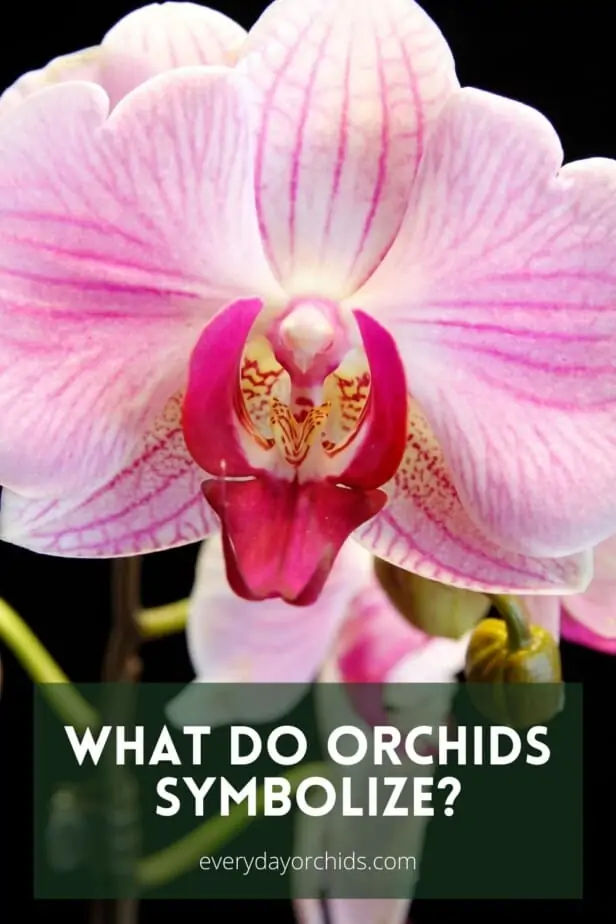 Simbolismo y significado de las orquídeas