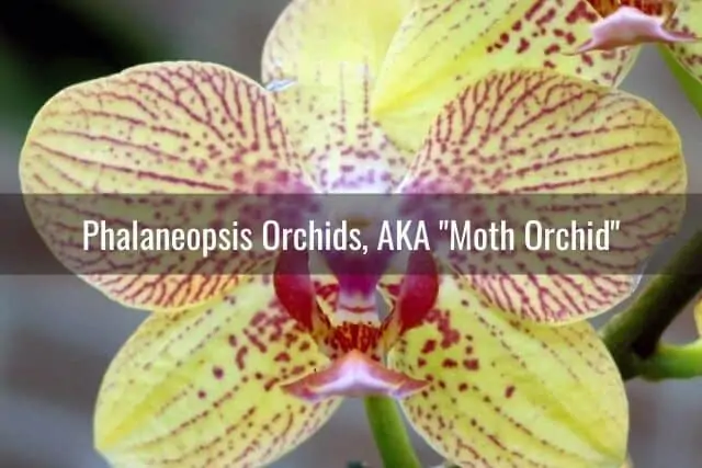 Cuidado de orquídeas Phalaenopsis: lo que necesita saber
