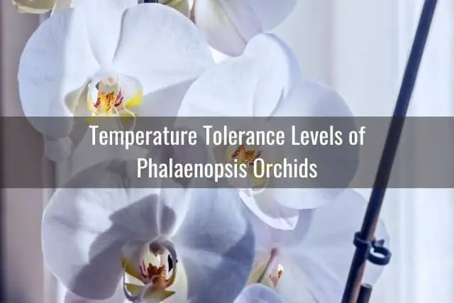 Cuidado de orquídeas Phalaenopsis: lo que necesita saber