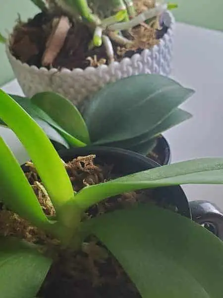 3 formas de fertilizar orquídeas en musgo Sphagnum