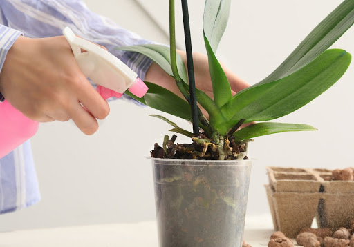 Cómo podar tu orquídea en 5 sencillos pasos