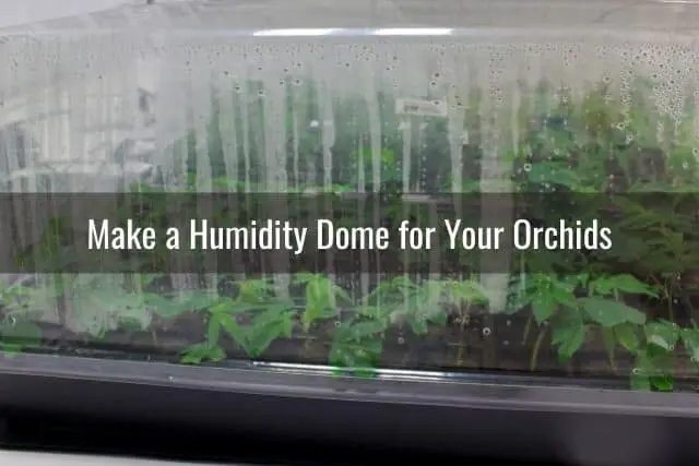 Cinco maneras fáciles de aumentar la humedad alrededor de sus orquídeas