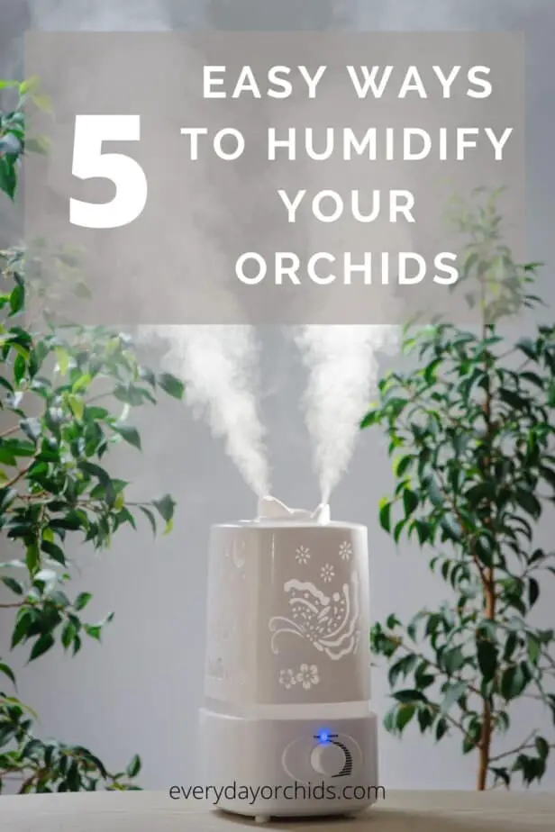 Cinco maneras fáciles de aumentar la humedad alrededor de sus orquídeas