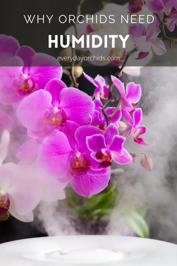 ¿Por qué es tan importante la humedad para las orquídeas?