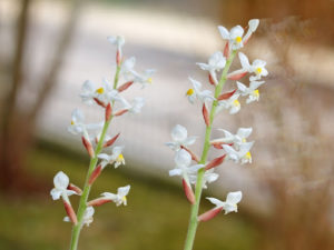 La guía definitiva de la orquídea joya