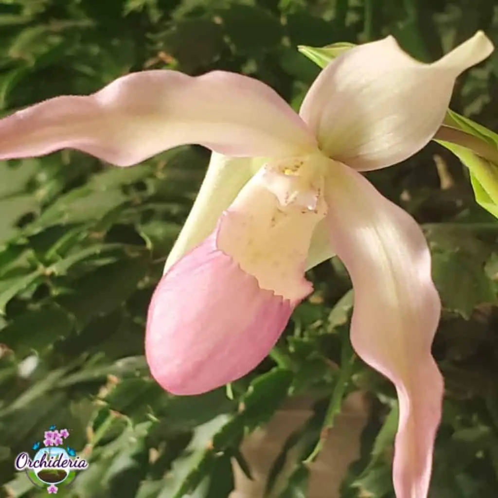 Adición de cal dolomita para las orquídeas: por qué, cuándo y cuánto