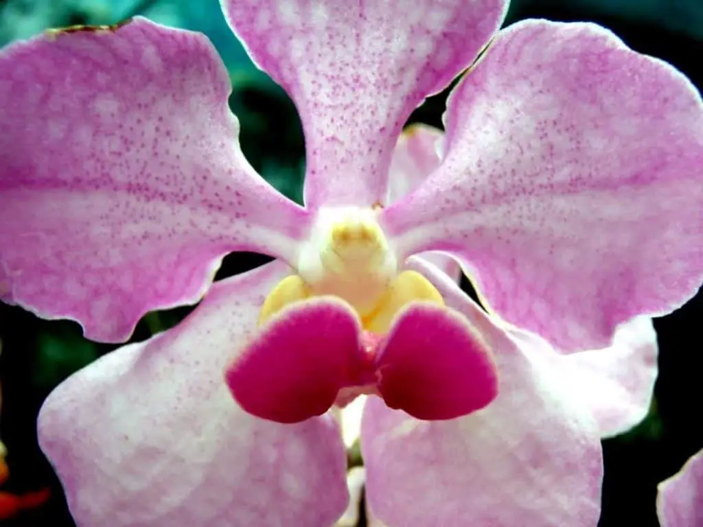 Chinches de corteza de orquídea: 5 criaturas que infestan la mezcla para macetas