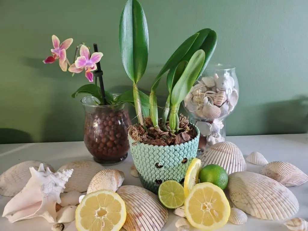 Las 7 mejores formas de limpiar las hojas de las orquídeas que realmente funcionan