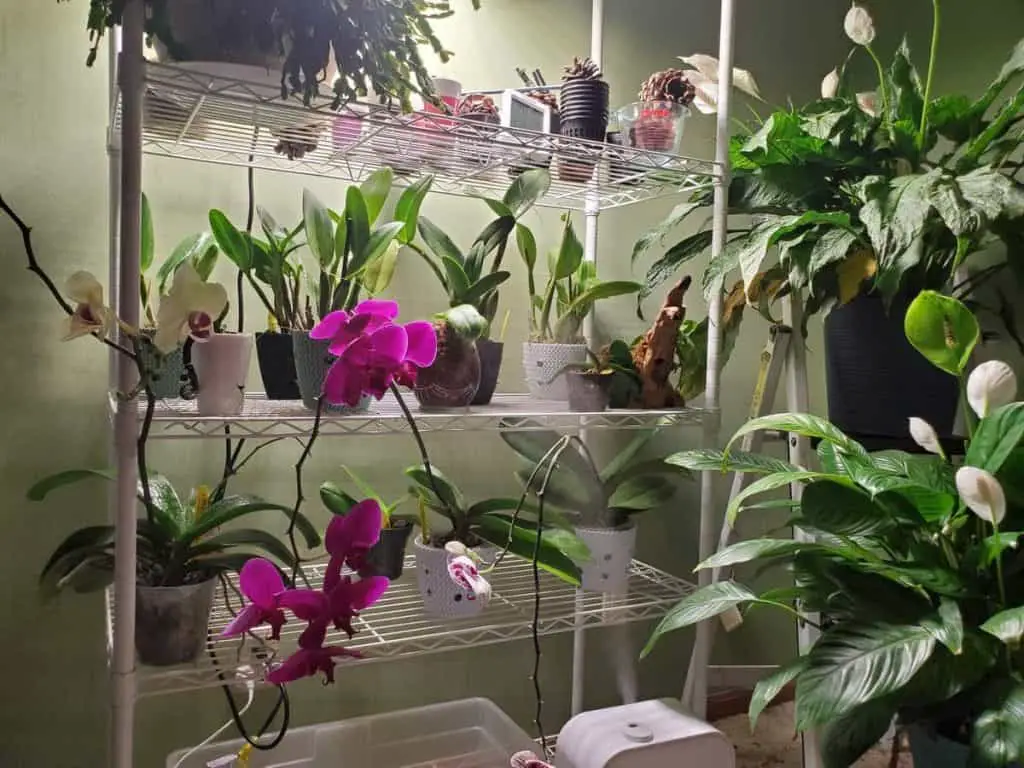 ¿Las orquídeas purifican el aire o mejoran la calidad del aire?