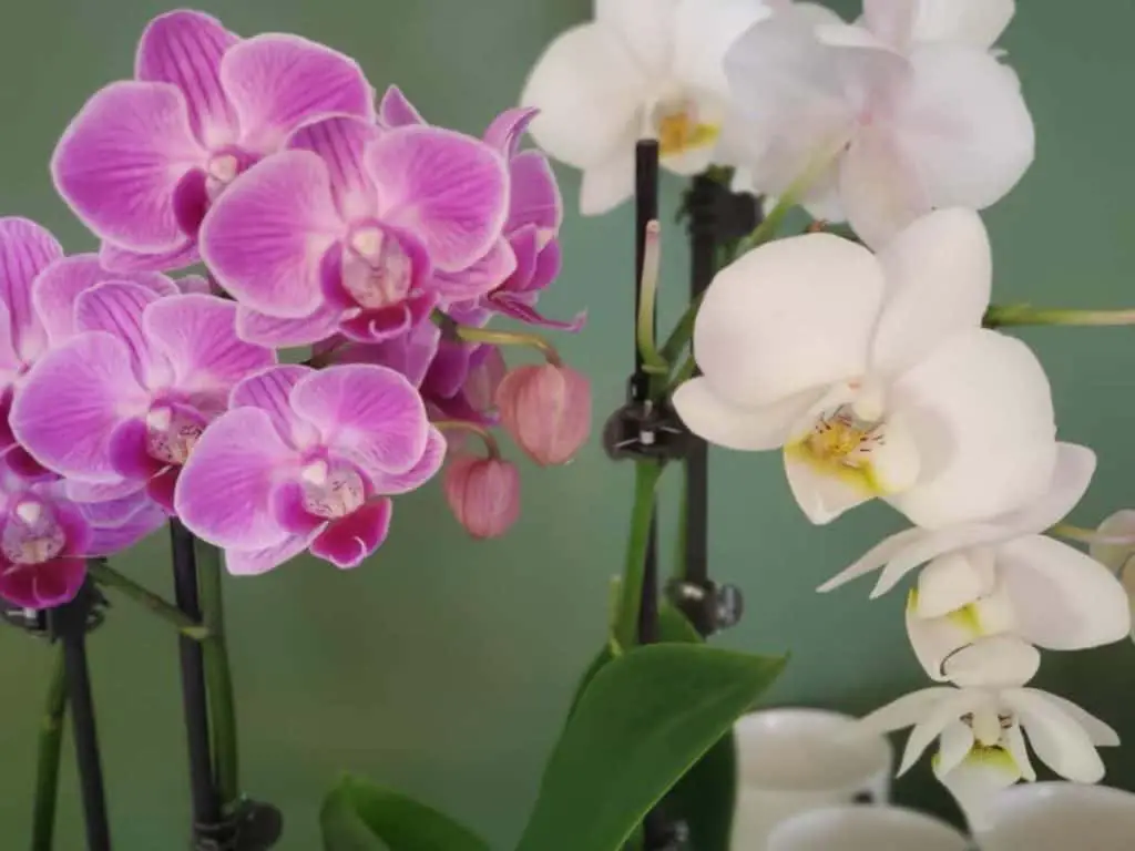 Espigas Amarillentas De Orquídeas: 7 Razones Y Sus Remedios
