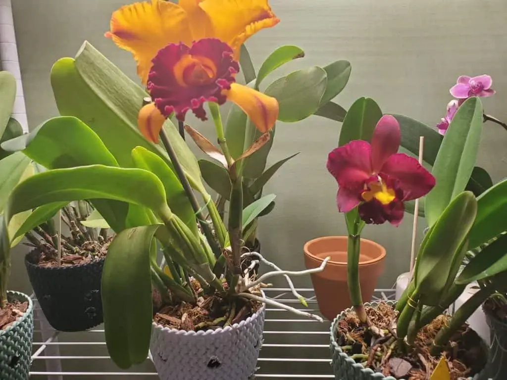 Cómo Trasplantar una Orquídea con Air Roots: 5 Consejos para el Éxito