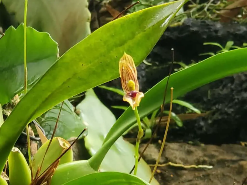 ¿Las hojas de las orquídeas dejaron de crecer? 9 razones y explicaciones