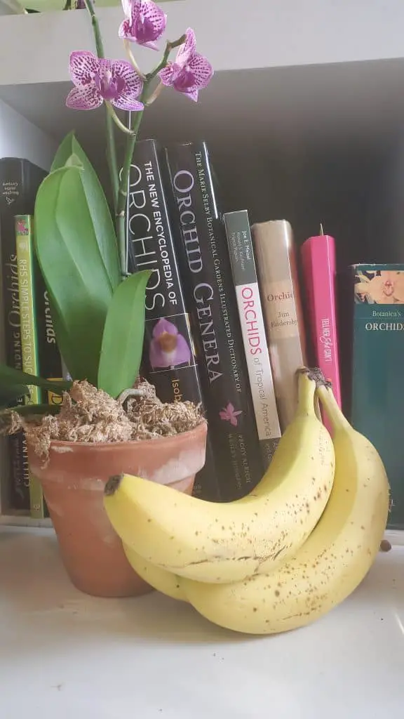 3 razones por las que las cáscaras de plátano NO deben usarse en el cuidado de las orquídeas