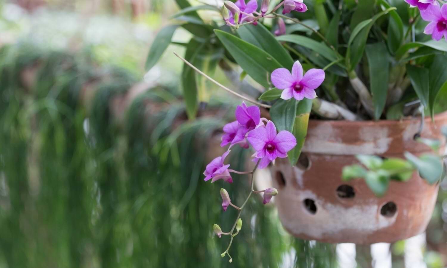 Cree un drenaje perfecto para orquídeas en solo 3 pasos