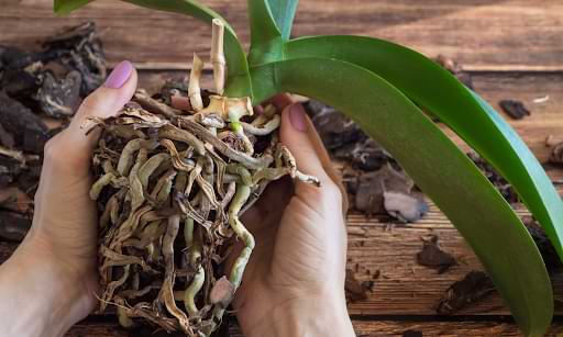 5 señales de que tu orquídea tiene daño en la raíz (y cómo solucionarlo)