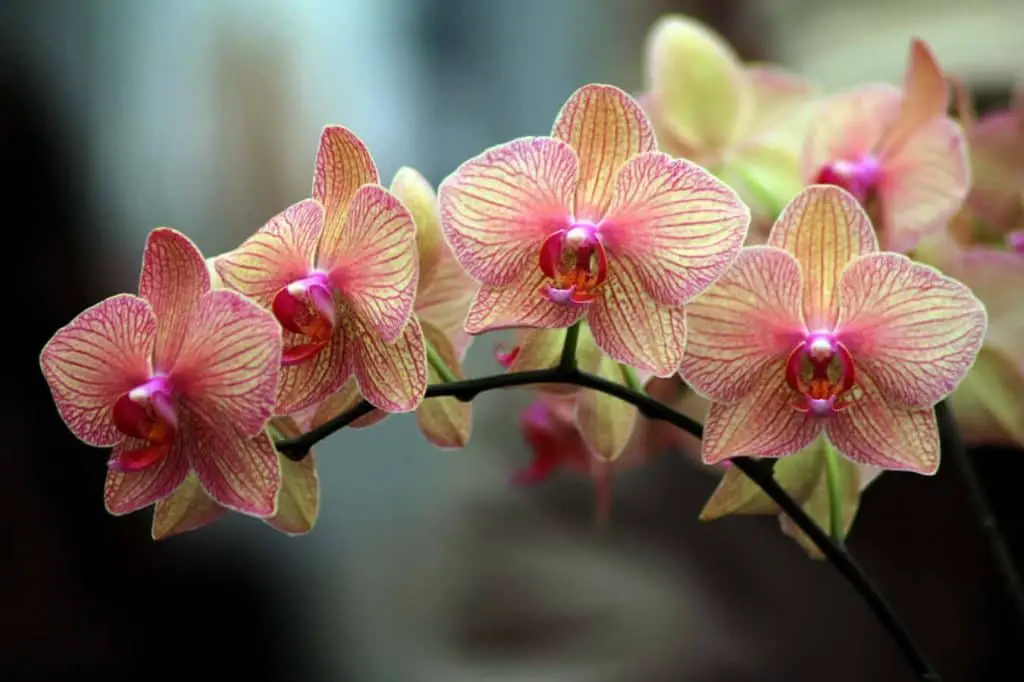 ¿Por qué la hoja de mi orquídea se vuelve roja? 5 Razones y Remedios