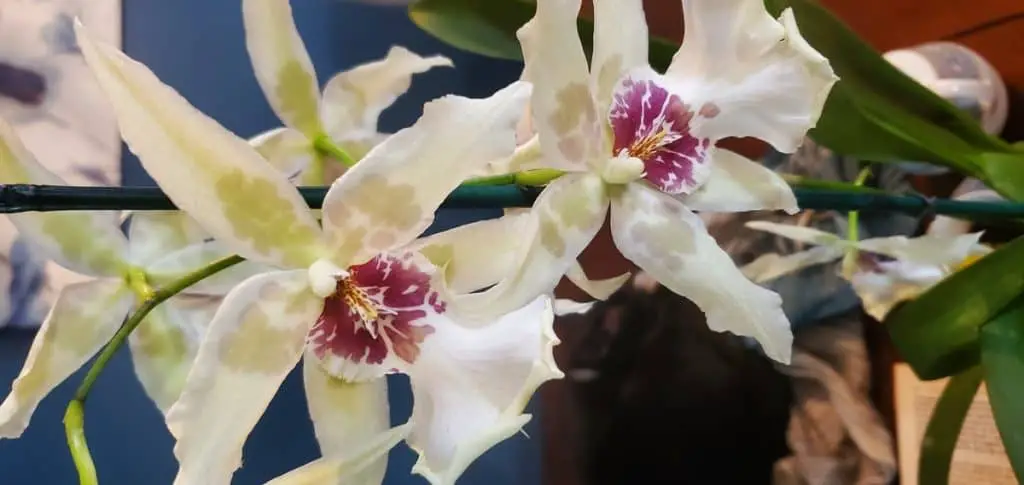 Flores de orquídeas marchitas: 6 razones y cómo solucionarlas