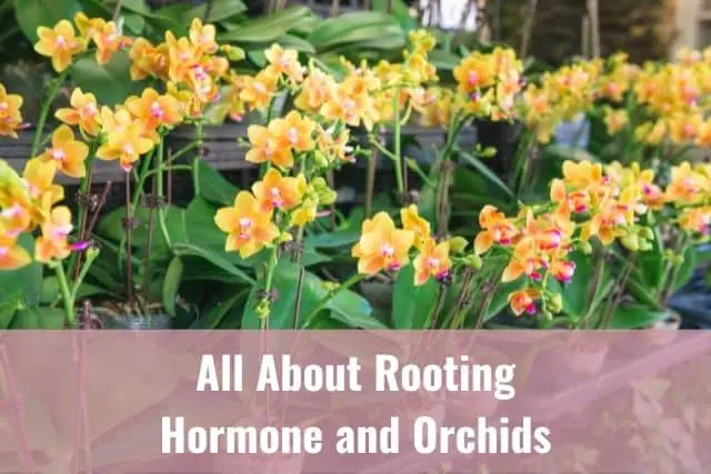 Todo sobre la hormona de enraizamiento y las orquídeas