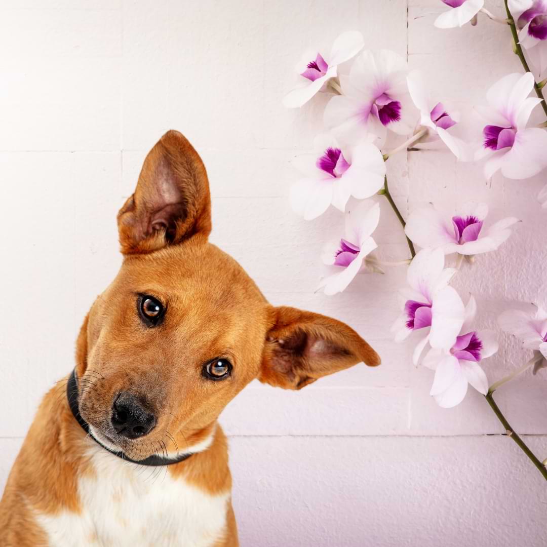 ¿Son las orquídeas venenosas para los perros?