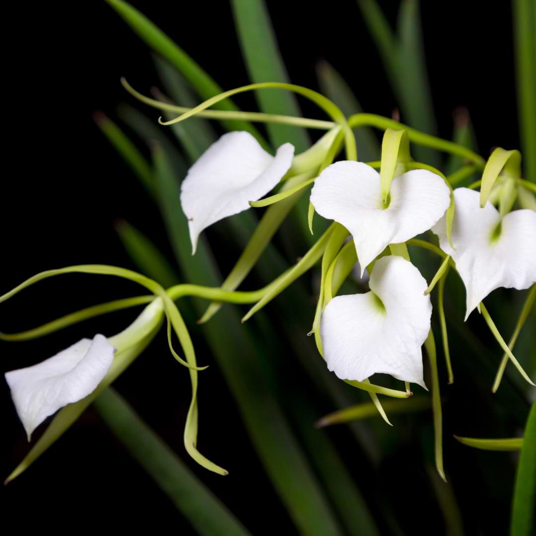 Cuidado de plantas de orquídeas Brassavola