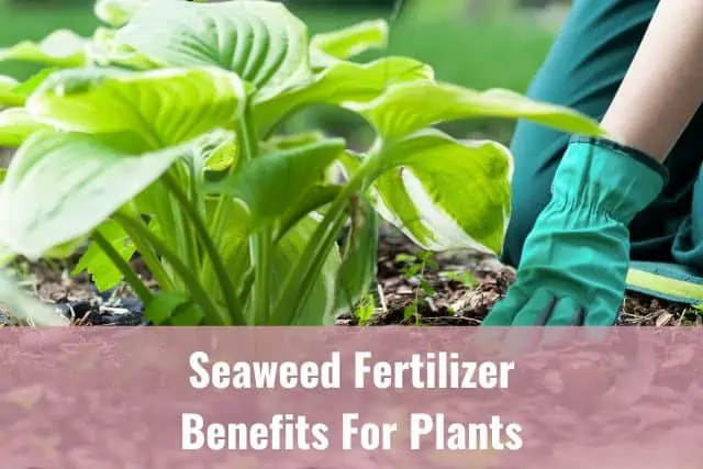 Cinco razones por las que el uso de fertilizantes de algas marinas beneficia a sus plantas