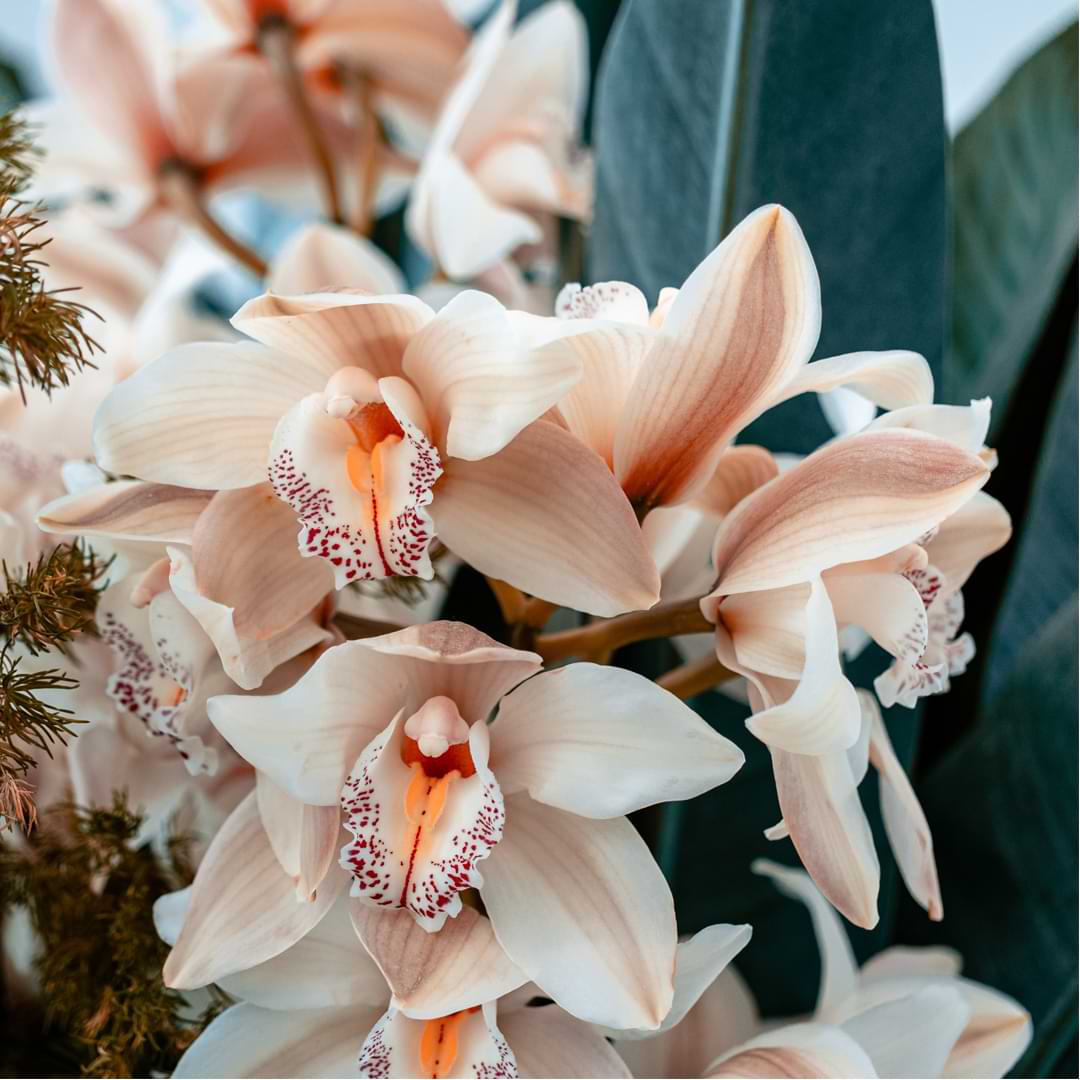 Cómo limpiar hojas de orquídeas | Plantas más limpias con brillo de hojas